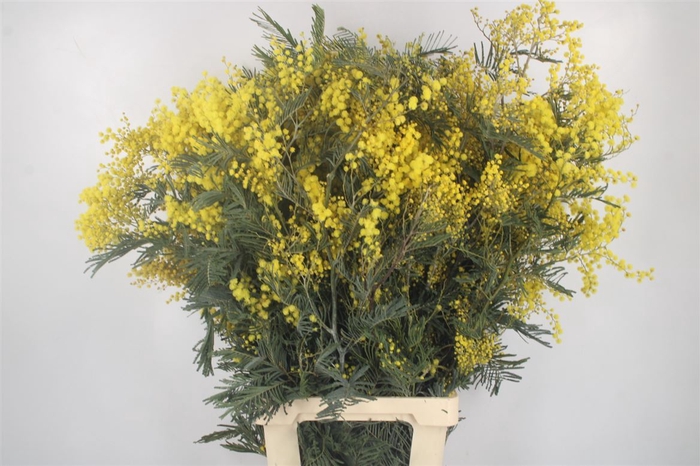 <h4>Acacia Mimosa Per Stem Super</h4>