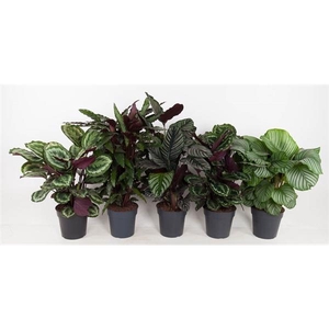 Calathea gemengd