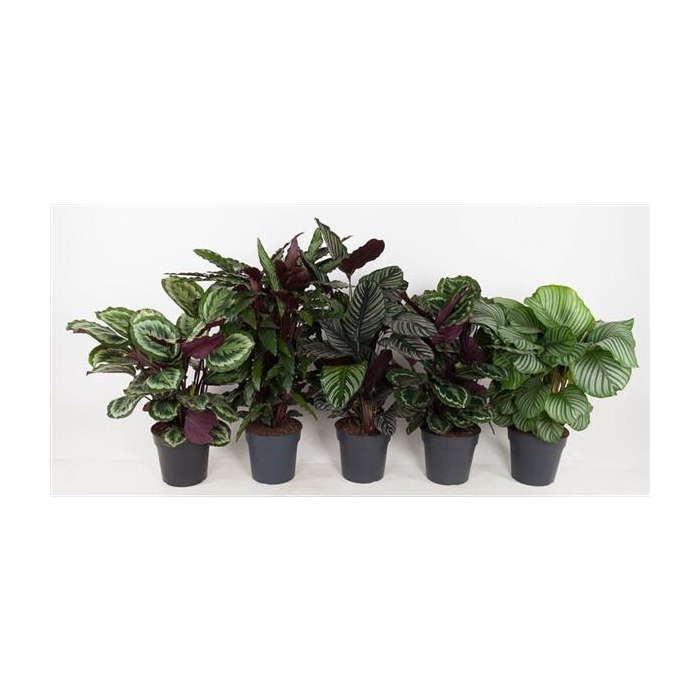 <h4>Calathea mix</h4>