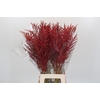 Bromelia Red Paloma