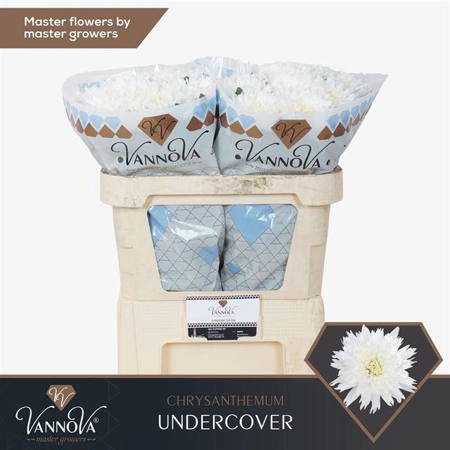 <h4>CHR G UNDERCOVER</h4>