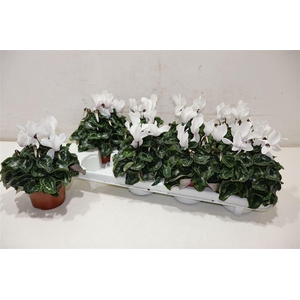 arr8 Cycl Md Sup Macro White