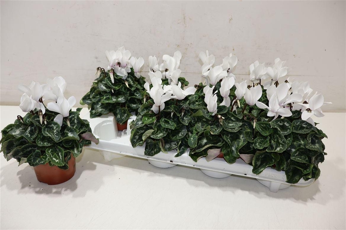 <h4>arr8 Cycl Md Sup Macro White</h4>