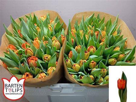 <h4>Tu Du Lorenzo</h4>