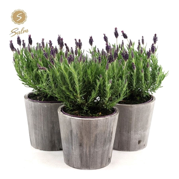 <h4>Lavandula st. 'Anouk'® Collection P15 in Wood</h4>