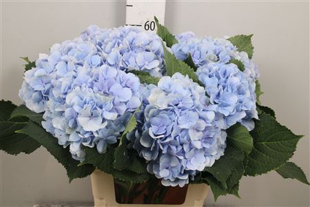 <h4>Hydr M Verena Bl</h4>