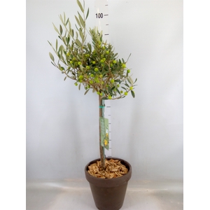 Arr.   Tuinplanten H%