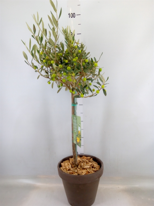 <h4>Arr.   Tuinplanten H%</h4>