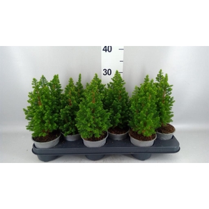 Chamaecyparis thyo. 'Spitsbergen'