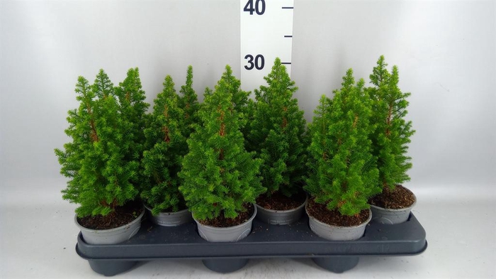 Chamaecyparis thyo. 'Spitsbergen'