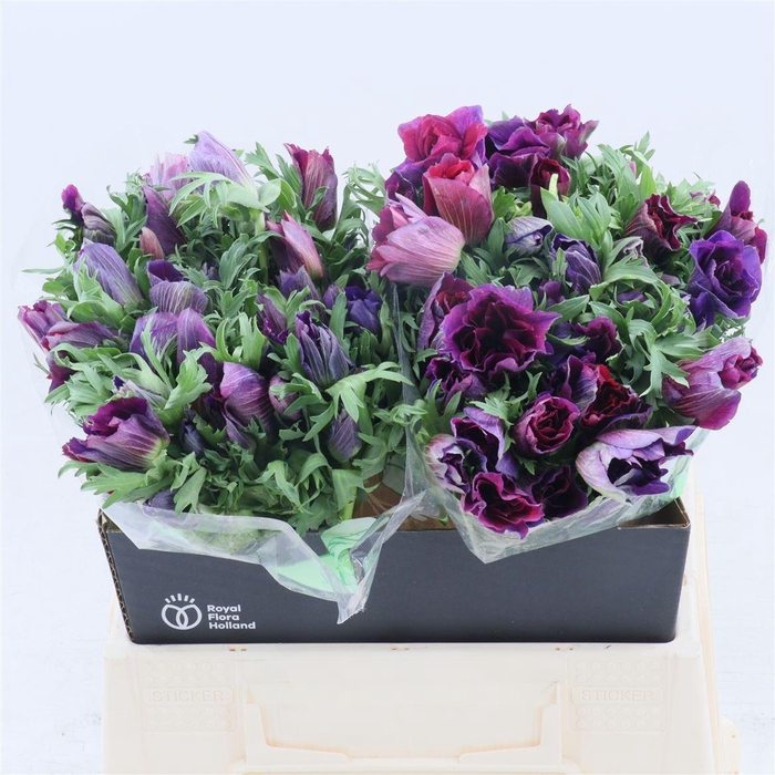 Anemone Galil Bordeaux