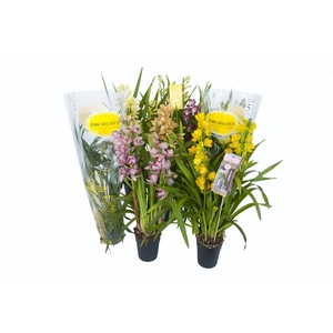 Cymbidium kleuren mix 4 tak