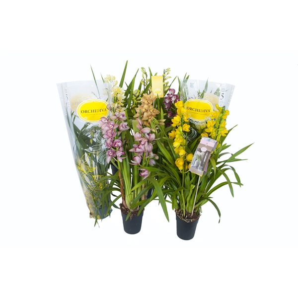 <h4>Cymbidium kleuren mix 4 tak</h4>