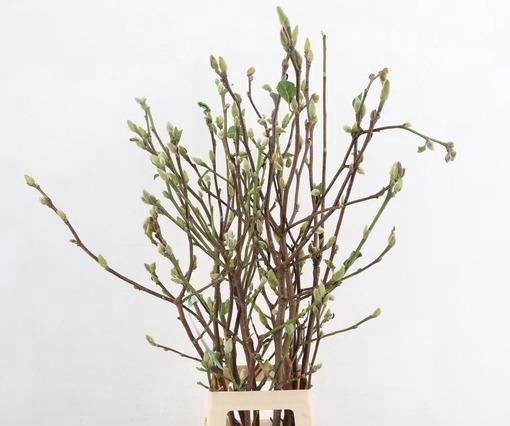 <h4>MAGNOLIA SUPERBA 100CM</h4>