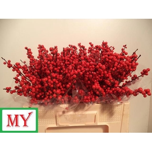 Ilex verticillata red