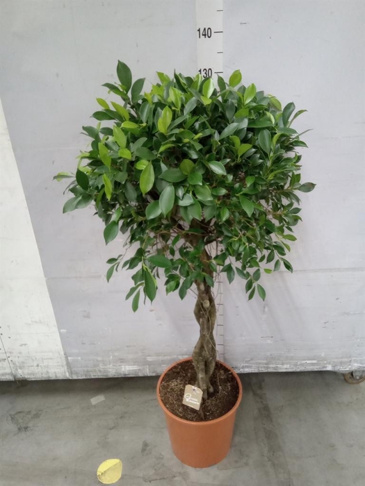 <h4>Ficus   ...</h4>