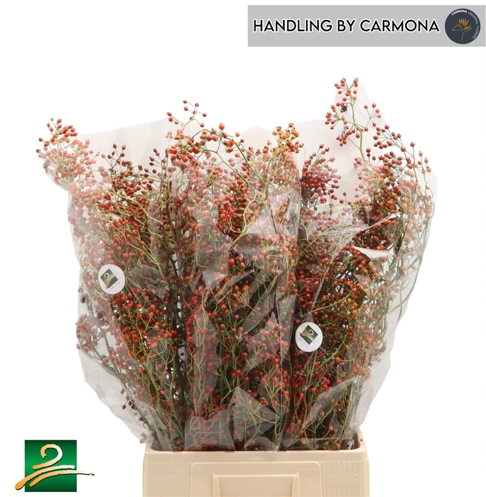 <h4>Rosa Corallo</h4>