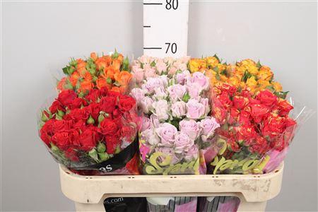 R Tr Gemengd In Fust