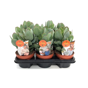 Crassula arborescens
