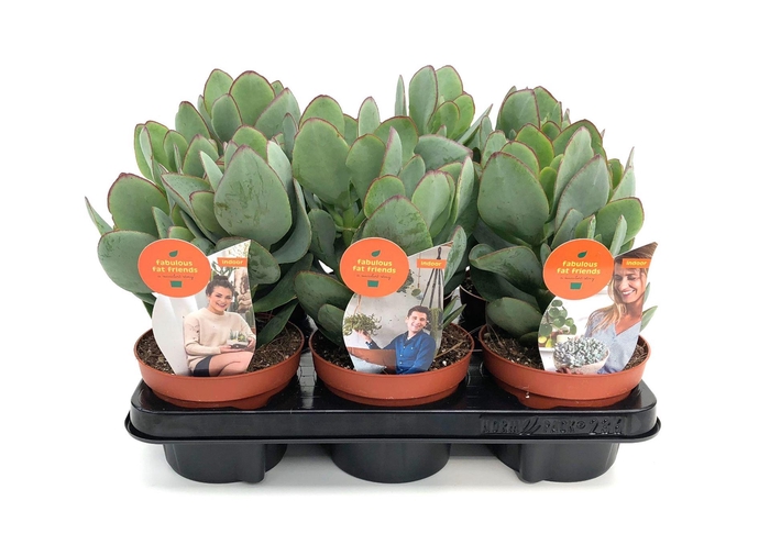 <h4>Crassula arborescens</h4>