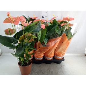 Anthurium andr. 'Prince of Orange'