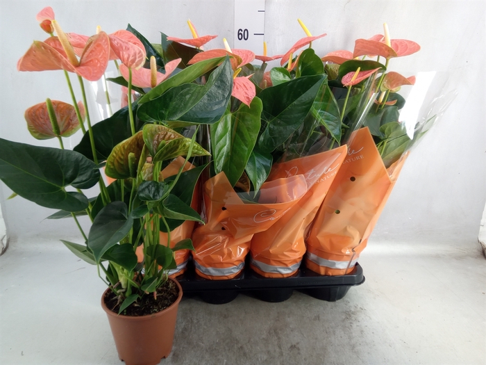 <h4>Anthurium andr. 'Prince of Orange'</h4>