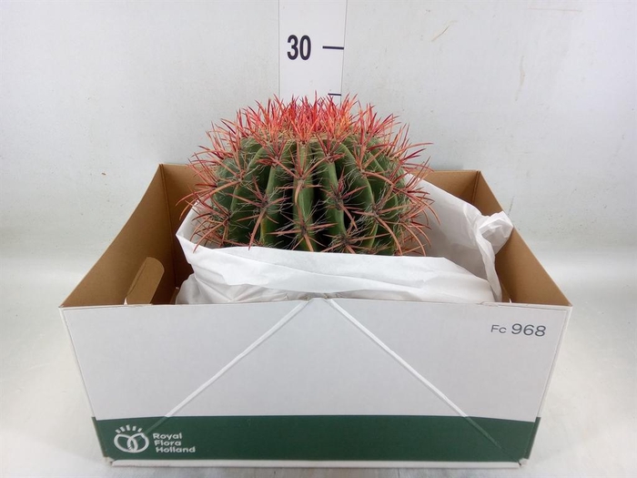 <h4>Ferocactus pilosus</h4>