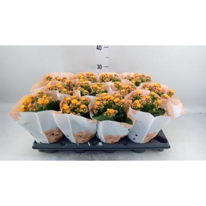 Kalanchoe blos.   ..rosebud