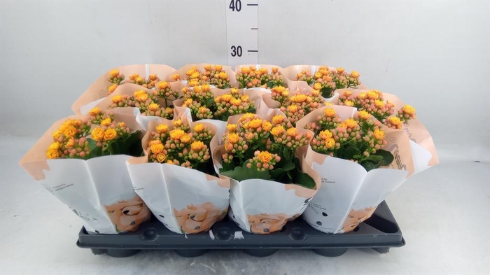 <h4>Kalanchoe blos.   ..rosebud</h4>