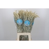 Amaranthus Yearming Desert