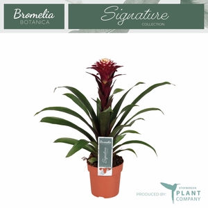 Guzmania Francesca