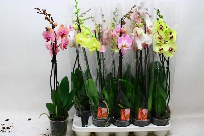 <h4>PHAL GEM 6 KL</h4>
