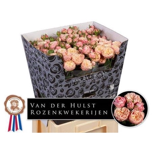 Rosa grappe Royal Blush