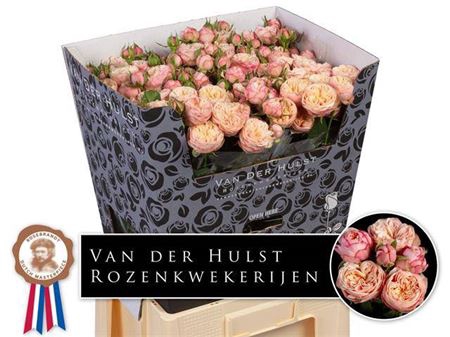 <h4>Rosa grappe Royal Blush</h4>