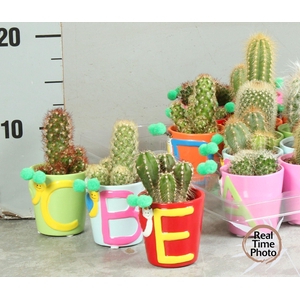 CACTUS OV