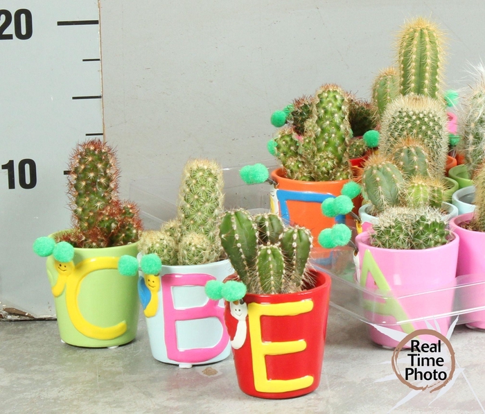 <h4>CACTUS OV</h4>