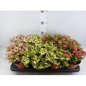 Gaultheria mucronata
