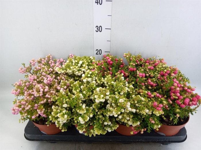 Gaultheria mucronata