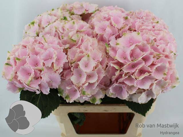 <h4>HYDR M CH VERENA</h4>
