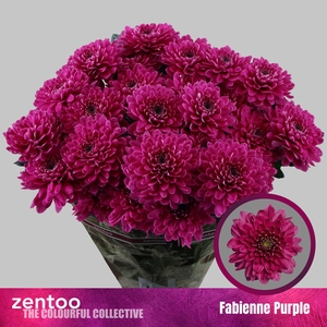 CHR T FABIENNE PURPLE