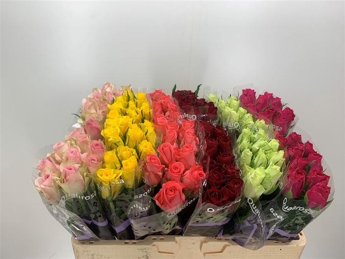<h4>R Gr Mix Qualirosa</h4>