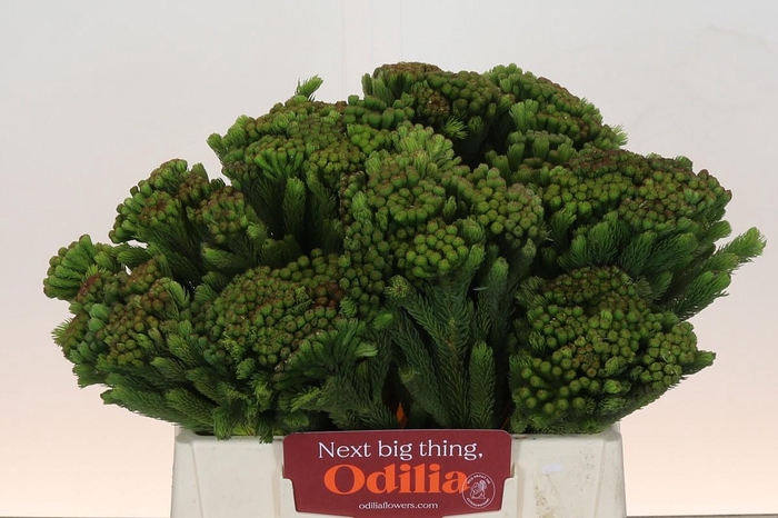 <h4>Kaaps Groen Albigreen</h4>