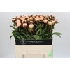 Paeonia Florence Nicholls