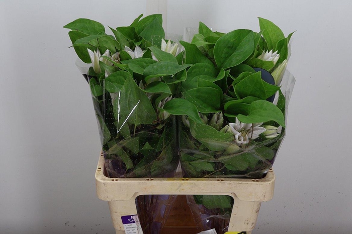 <h4>Clem Amazing Vienna</h4>