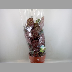 Calathea sanderiana