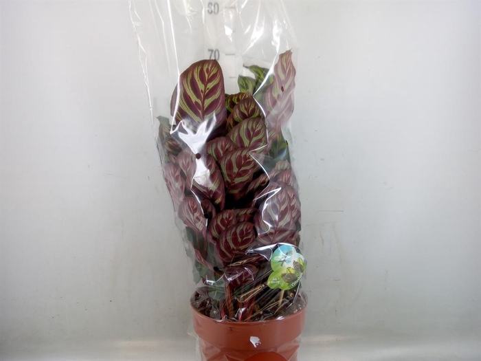 <h4>Calathea sanderiana</h4>