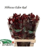 Hibis Tr Eden Red