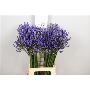 Agapanthus FU 'Uri'