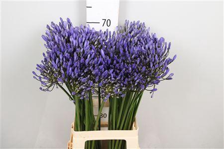 <h4>Agapanthus FU 'Uri'</h4>