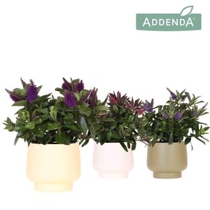 Hebe Addenda Donna mix in Scandic pot green mix